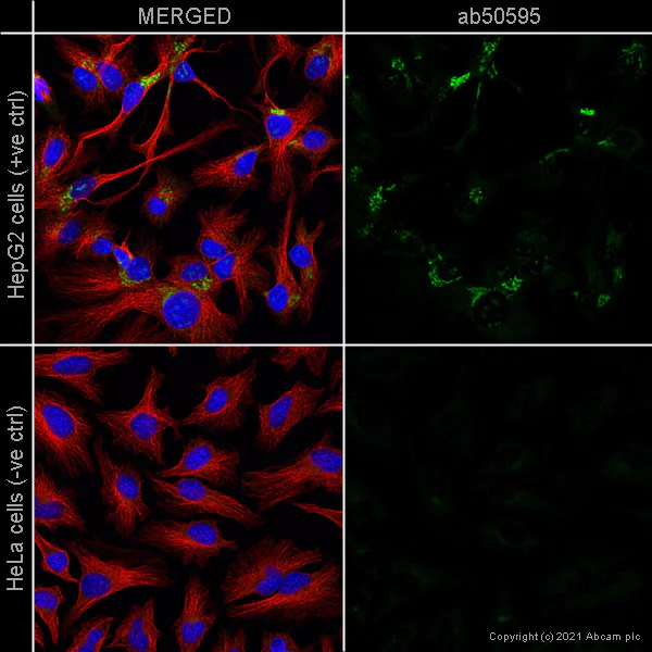 Immunocytochemistry/ Immunofluorescence - Anti-TGN46 antibody - Golgi Marker (AB50595)