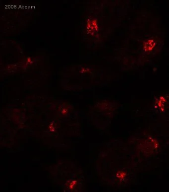 Immunocytochemistry/ Immunofluorescence - Anti-TGN46 antibody - Golgi Marker (AB50595)