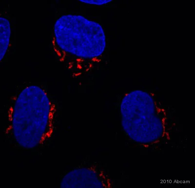 Immunocytochemistry/ Immunofluorescence - Anti-TGN46 antibody - Golgi Marker (AB50595)