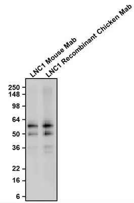 Western blot - Anti-TH antibody [LNC1] - Chicken IgY (Chimeric) (AB325658)