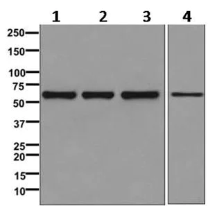 Western blot - Anti-TH1L antibody [EPR11594] - BSA and Azide free (AB249604)