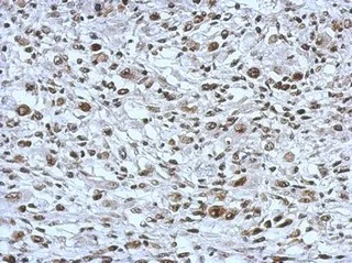 Immunohistochemistry (Formalin/PFA-fixed paraffin-embedded sections) - Anti-THAP11 antibody (AB154942)