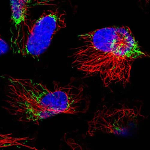 Immunocytochemistry/ Immunofluorescence - Anti-THAP9 antibody (AB122386)