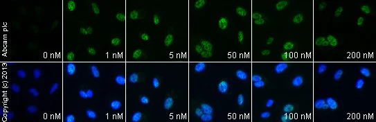 Functional Studies - Thapsigargin, Ca2+-ATPase inhibitor (AB120286)