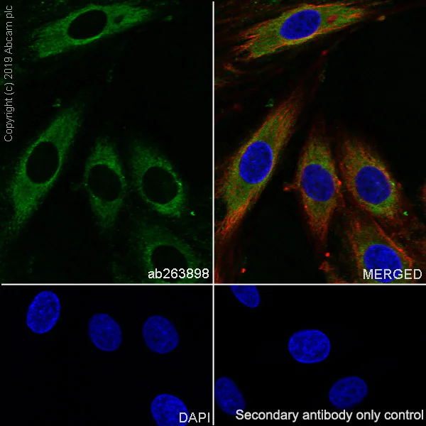 Immunocytochemistry/ Immunofluorescence - Anti-THBS4 antibody [EPR22922-232] (AB263898)