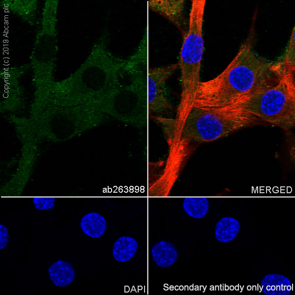 Immunocytochemistry/ Immunofluorescence - Anti-THBS4 antibody [EPR22922-232] - BSA and Azide free (AB264564)