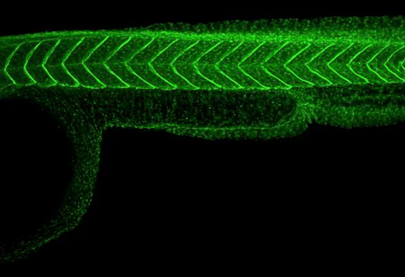 IHC - Wholemount - Anti-THBS4 antibody - N-terminal (AB211143)