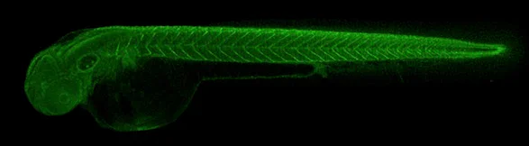 IHC - Wholemount - Anti-THBS4 antibody - N-terminal (AB211143)
