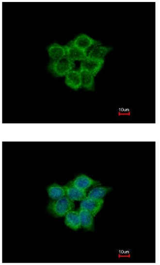 Immunocytochemistry/ Immunofluorescence - Anti-THEA antibody (AB153835)
