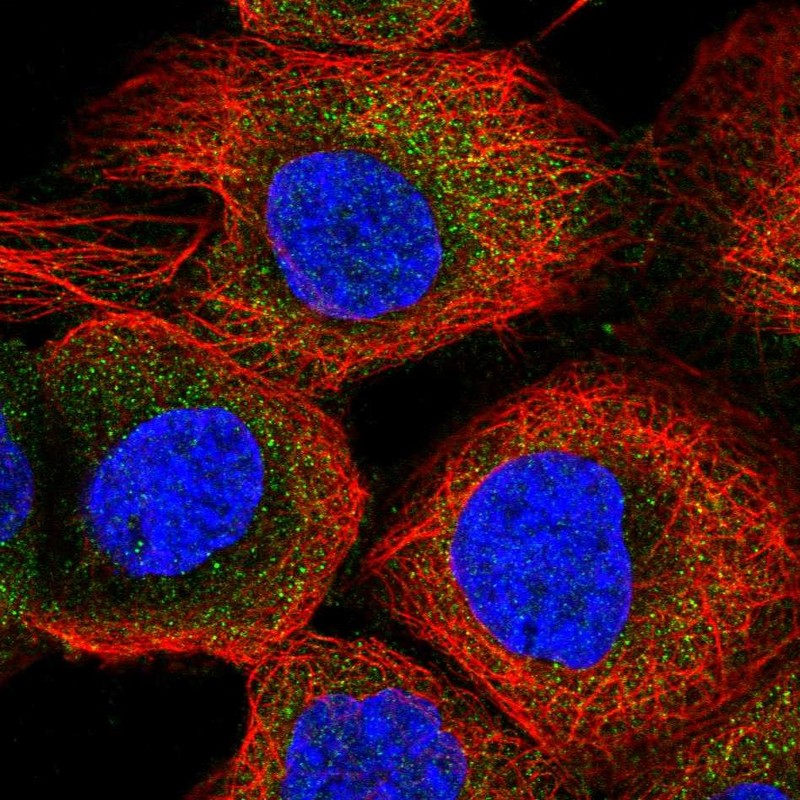 Immunocytochemistry/ Immunofluorescence - Anti-THEA antibody (AB253013), expandable thumbnail
