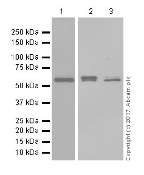 Western blot - Anti-THEA antibody [EPR18792] (AB180745), expandable thumbnail