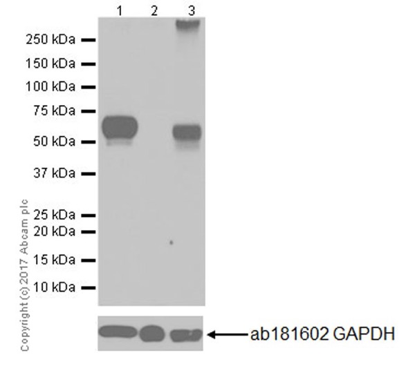 Western blot - Anti-THEA antibody [EPR18792] (AB180745), expandable thumbnail