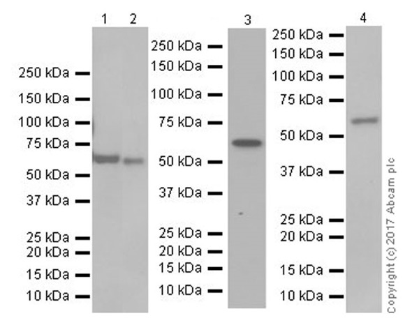 Western blot - Anti-THEA antibody [EPR18792] (AB180745), expandable thumbnail