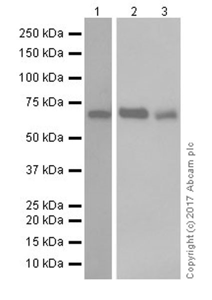 Western blot - Anti-THEA antibody [EPR18792] - BSA and Azide free (AB250248)