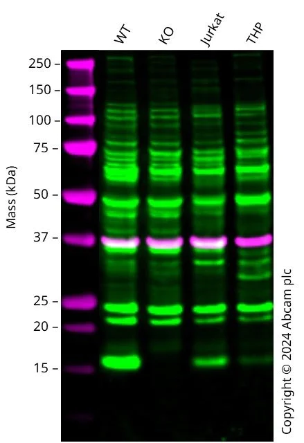 Western blot - Anti-THEM2 antibody (AB228011)