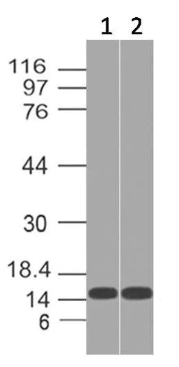 Western blot - Anti-THEM2 antibody (AB228011)