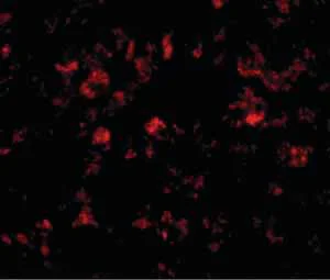 Immunocytochemistry/ Immunofluorescence - Anti-THEM4 antibody (AB106435)