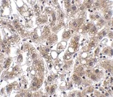 Immunohistochemistry (Formalin/PFA-fixed paraffin-embedded sections) - Anti-THEM4 antibody (AB106435)