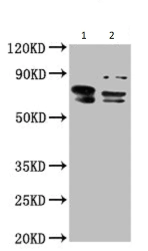 Western blot - Anti-Themis antibody (AB237626)