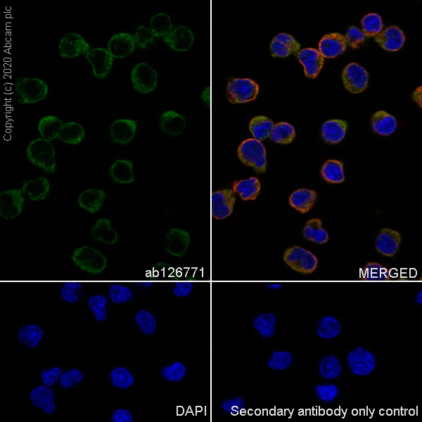 Immunocytochemistry/ Immunofluorescence - Anti-Themis antibody [EPR7353] (AB126771)