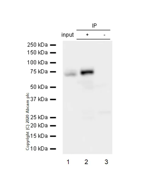 Immunoprecipitation - Anti-Themis antibody [EPR7353] (AB126771)