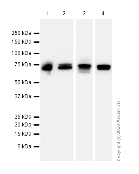 Western blot - Anti-Themis antibody [EPR7353] (AB126771)