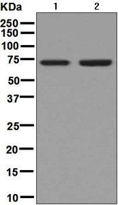 Western blot - Anti-Themis antibody [EPR7354] - BSA and Azide free (AB248330)