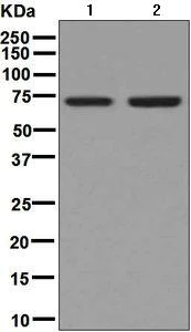 Western blot - Anti-Themis antibody [EPR7354] - BSA and Azide free (AB248330)