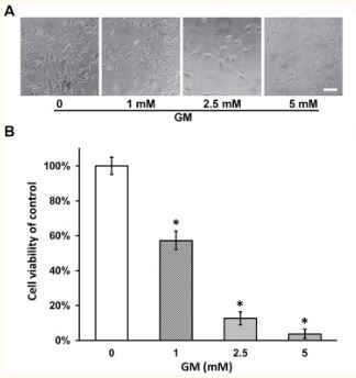Functional Studies - Thiazolyl blue tetrazolium bromide (MTT), membrane-permeable dye (AB146345), expandable thumbnail