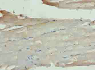 Immunohistochemistry (Formalin/PFA-fixed paraffin-embedded sections) - Anti-THIK-1 antibody (AB237624)