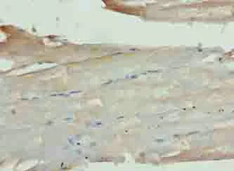 Immunohistochemistry (Formalin/PFA-fixed paraffin-embedded sections) - Anti-THIK-1 antibody (AB237624)