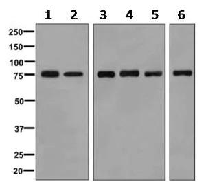 Western blot - Anti-Thimet Oligopeptidase antibody [EPR7651] (AB154173)
