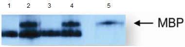 Anti-Thiophosphate ester antibody [51-8]