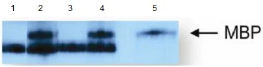 Immunoprecipitation - Anti-Thiophosphate ester antibody [51-8] (AB133473)