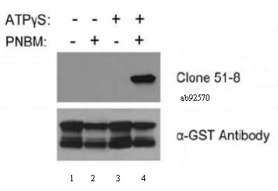 Western blot - Anti-Thiophosphate ester antibody [51-8] (AB92570), expandable thumbnail
