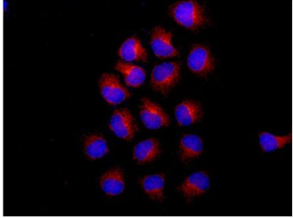 Immunocytochemistry/ Immunofluorescence - Anti-Thioredoxin 2 antibody [EPR15225] (AB185544), expandable thumbnail