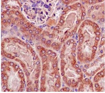 Immunohistochemistry (Formalin/PFA-fixed paraffin-embedded sections) - Anti-Thioredoxin 2 antibody [EPR15225] (AB185544), expandable thumbnail