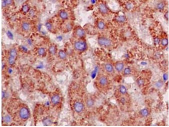 Immunohistochemistry (Formalin/PFA-fixed paraffin-embedded sections) - Anti-Thioredoxin 2 antibody [EPR15225] (AB185544), expandable thumbnail