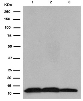 Western blot - Anti-Thioredoxin 2 antibody [EPR15225] (AB185544), expandable thumbnail