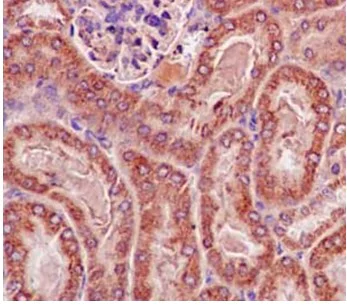 Immunohistochemistry (Formalin/PFA-fixed paraffin-embedded sections) - Anti-Thioredoxin 2 antibody [EPR15225] - BSA and Azide free (AB240292)