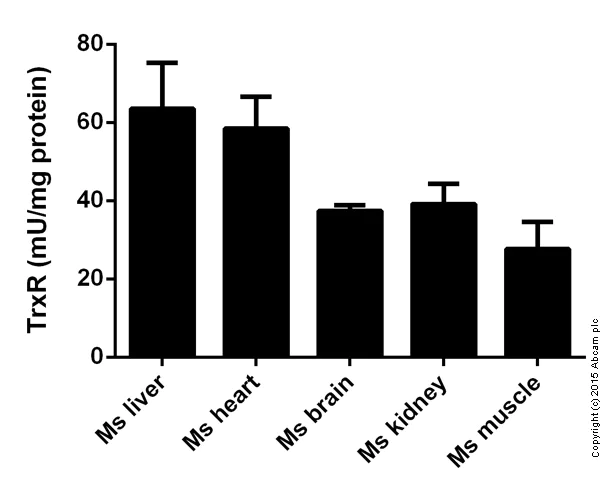 Functional Studies - Thioredoxin Reductase Assay Kit (Colorimetric) (AB83463)