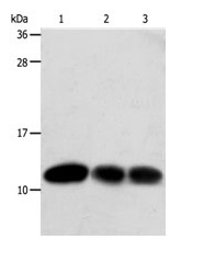 Western blot - Anti-Thioredoxin / TRX antibody (AB185329)