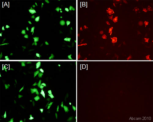 Immunocytochemistry/ Immunofluorescence - Anti-Thioredoxin / TRX antibody (AB26320), expandable thumbnail