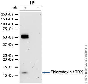 Immunoprecipitation - Anti-Thioredoxin / TRX antibody (AB26320), expandable thumbnail