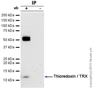 Immunoprecipitation - Anti-Thioredoxin / TRX antibody (AB26320)