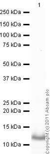 Western blot - Anti-Thioredoxin / TRX antibody (AB26320), expandable thumbnail