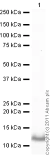 Western blot - Anti-Thioredoxin / TRX antibody (AB26320)