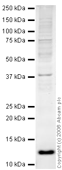 Western blot - Anti-Thioredoxin / TRX antibody (AB26320), expandable thumbnail