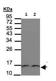 Western blot - Anti-Thioredoxin / TRX antibody - C-terminal (AB226925)