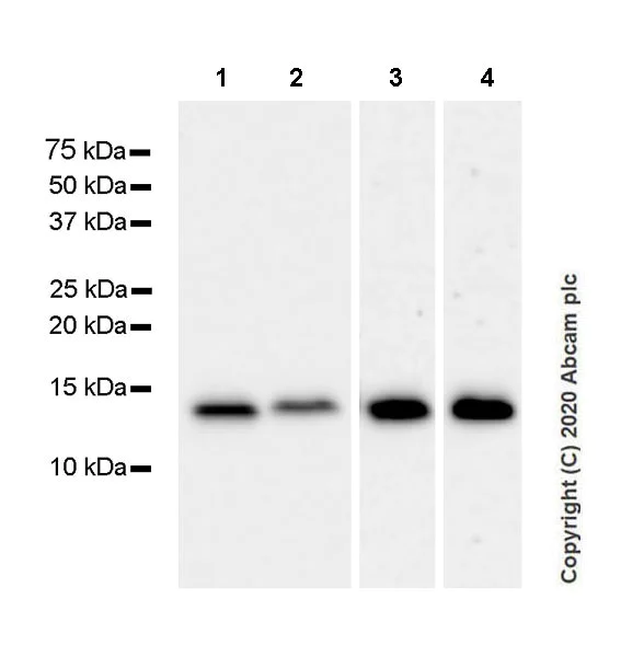 Western blot - Anti-Thioredoxin / TRX antibody [EPR23843-48] (AB273877)